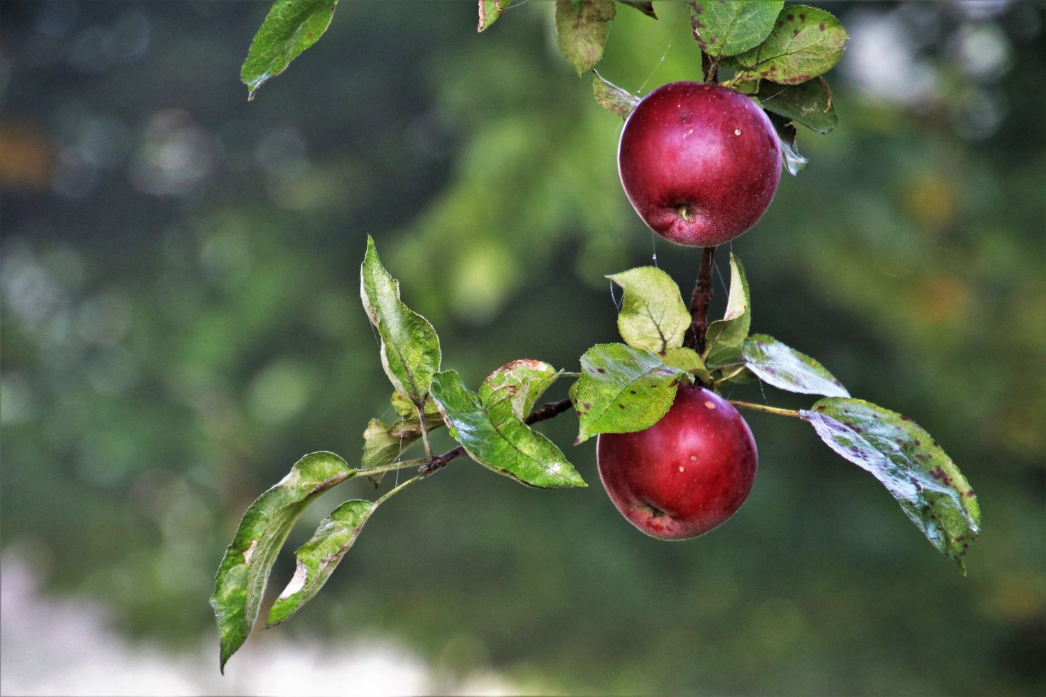 how to grow an apple tree