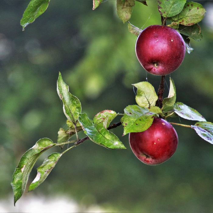 how to grow an apple tree