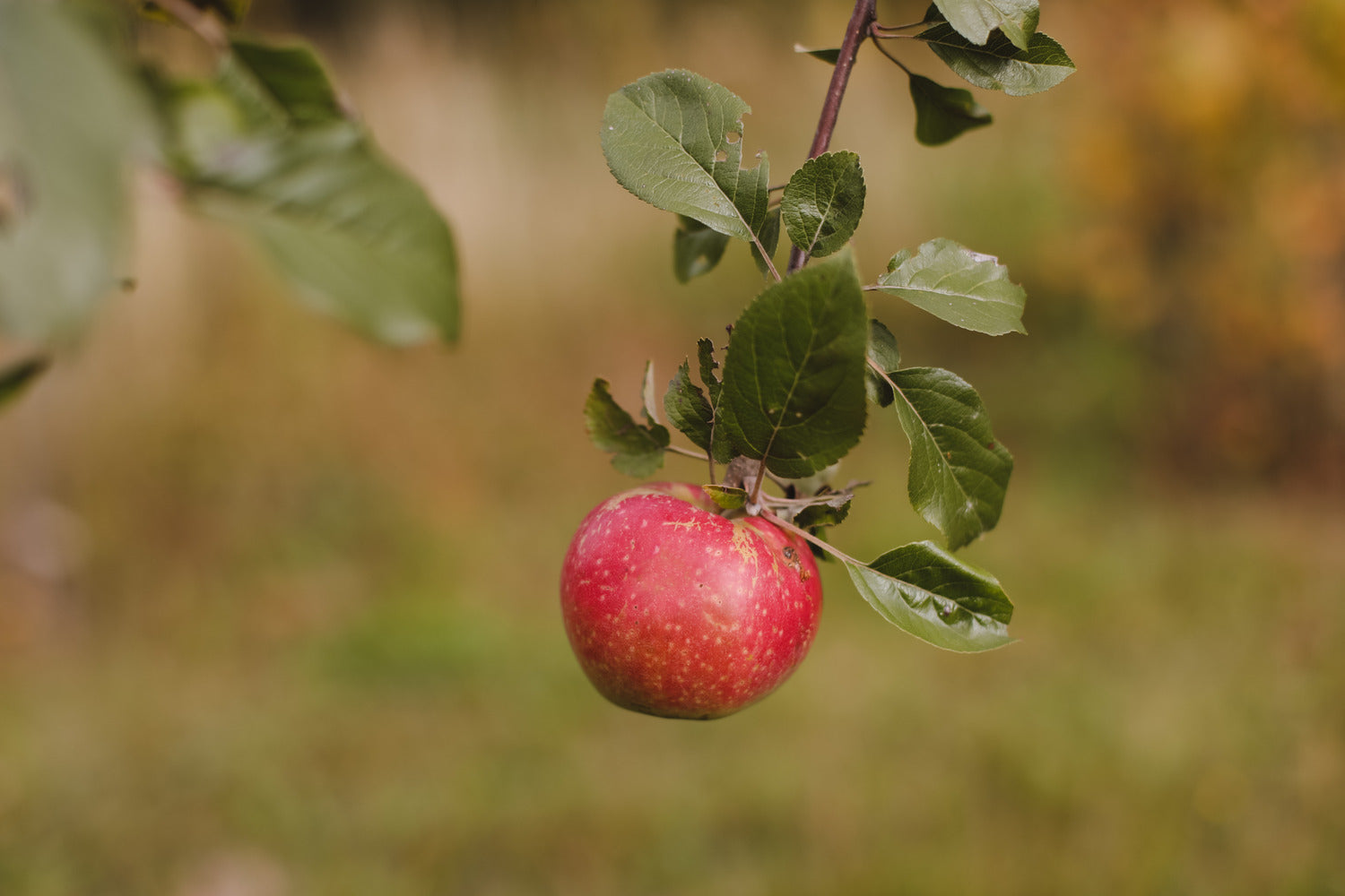 organic apple tree spray