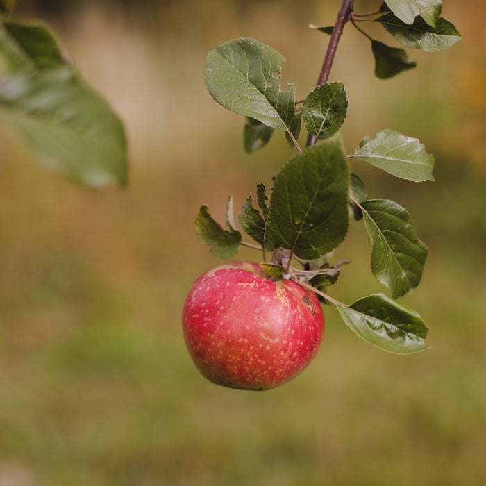 organic apple tree spray