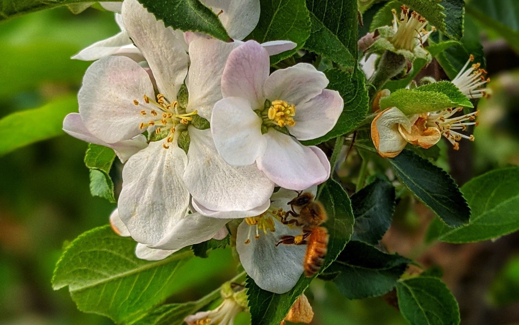 Promoting Native Pollinators