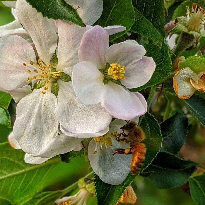 Promoting Native Pollinators