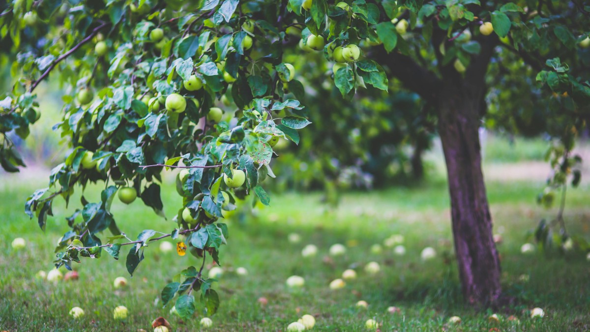 when to plant apple trees