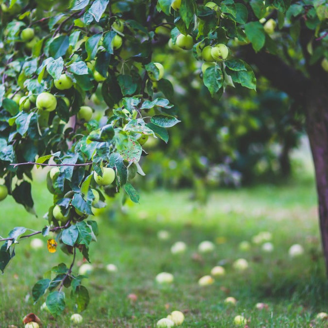 when to plant apple trees