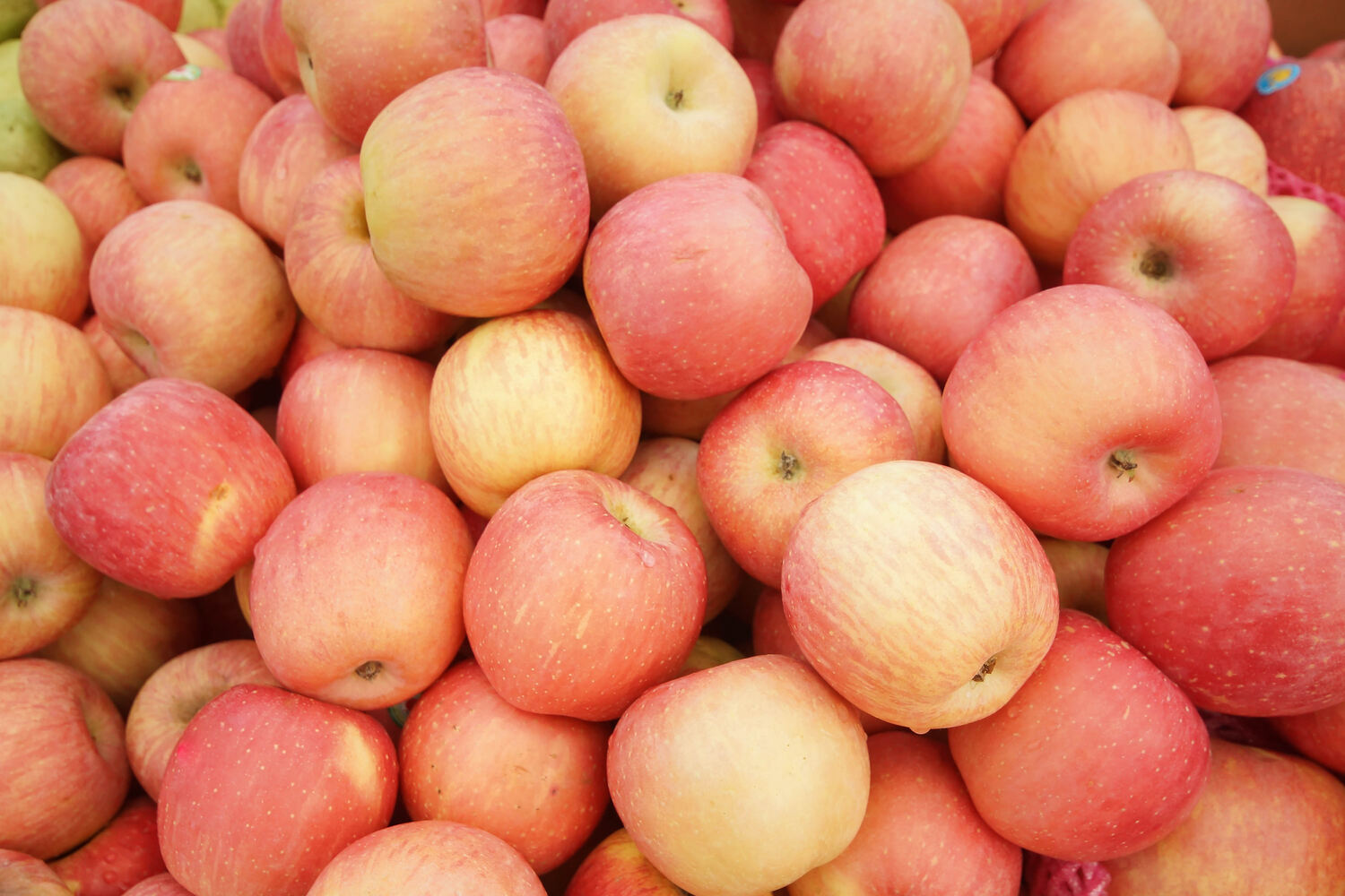 apple tree in fall