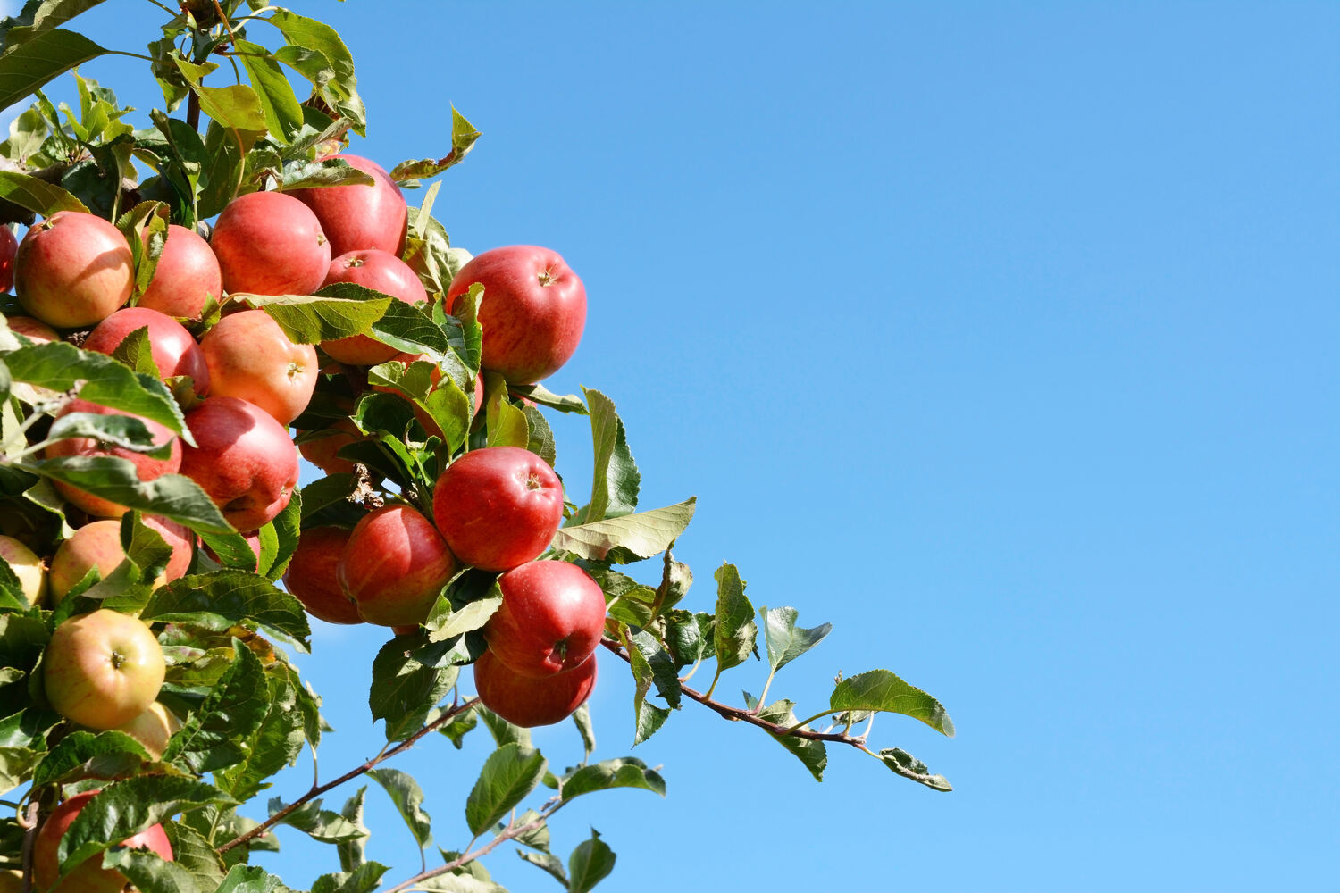 apple tree in spring