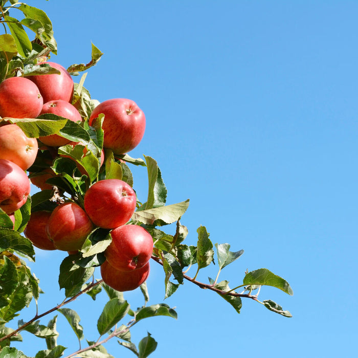 apple tree in spring