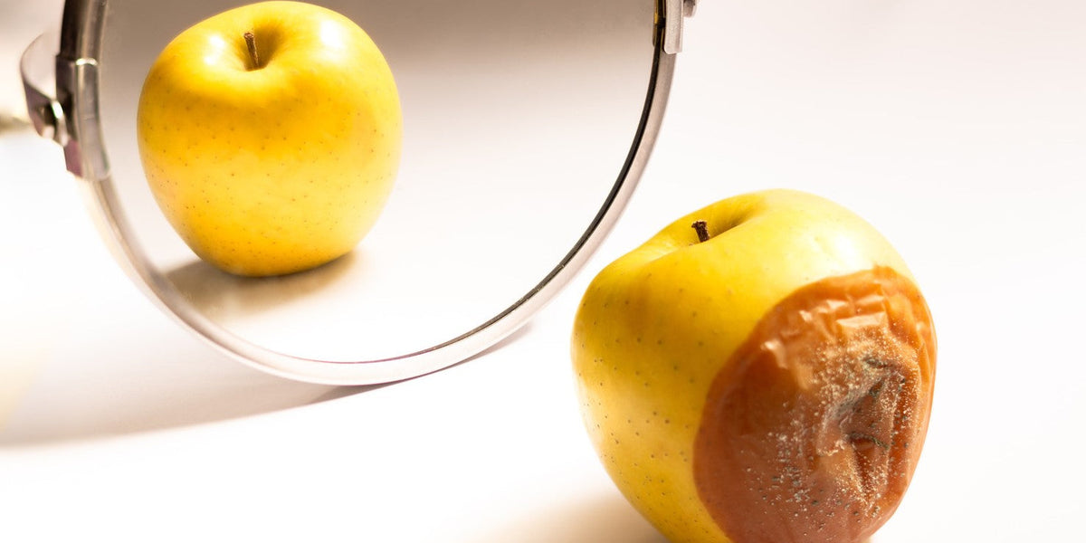 Apples Rotting on Tree - Raintree Nursery Guide