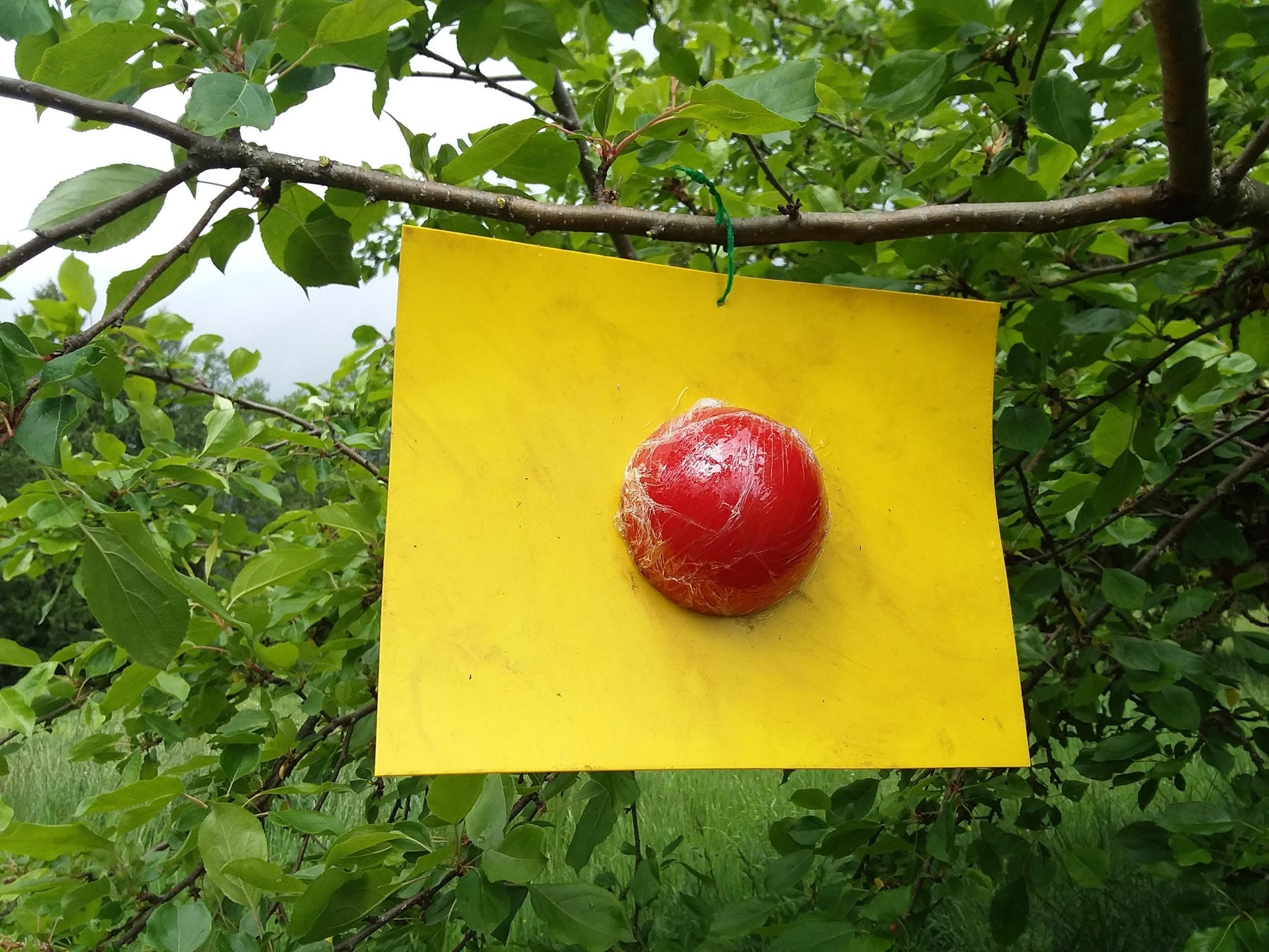 Organic Control of Some Orchard Insect Pests