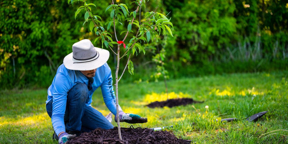 Planting Apple Trees: Expert Tips For A Thriving Orchard