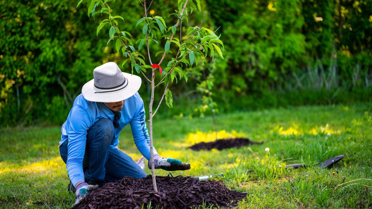 Planting Apple Trees