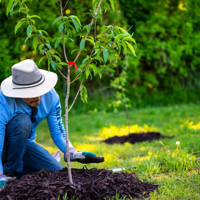 Planting Apple Trees