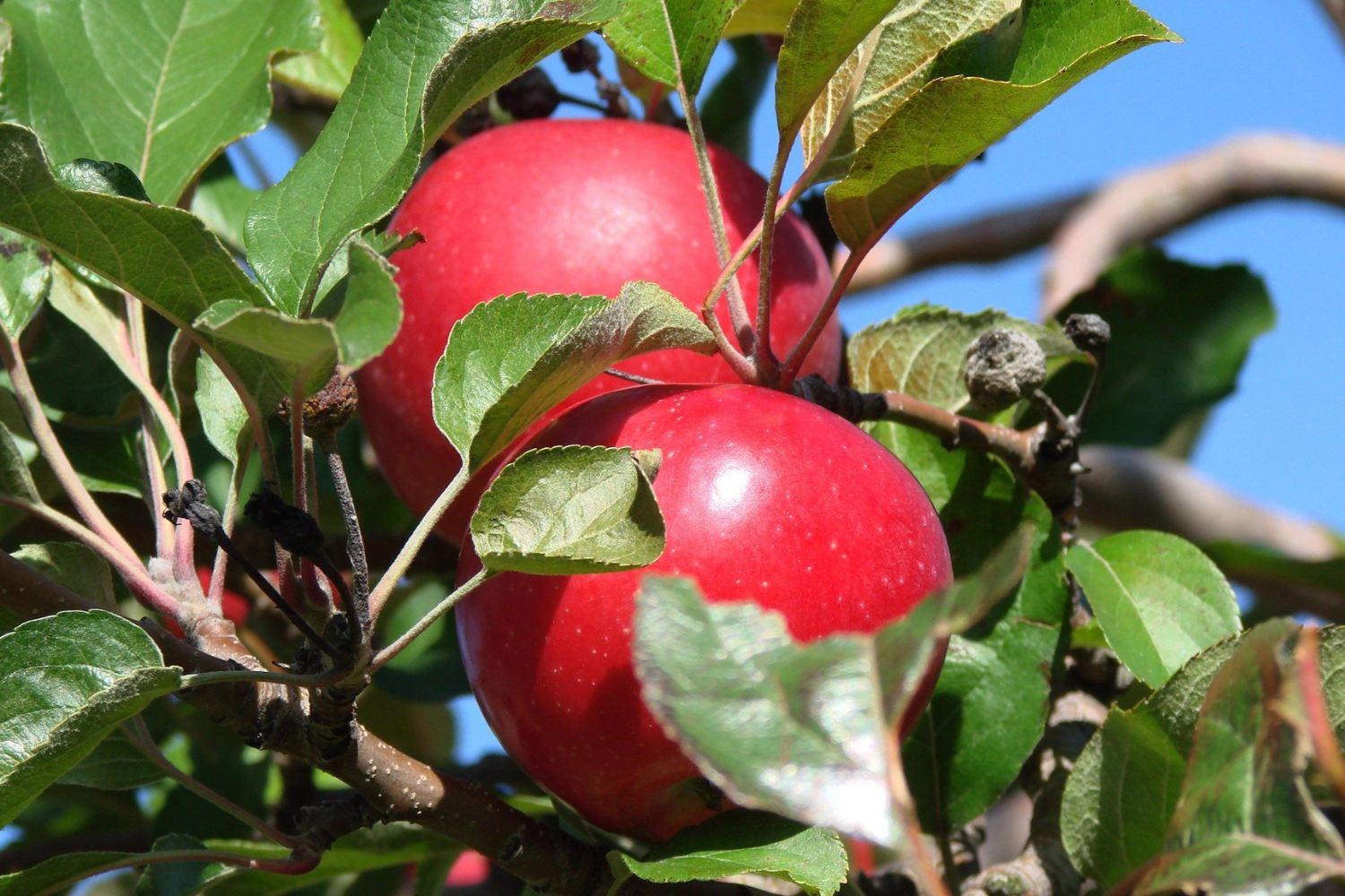 apple tree care