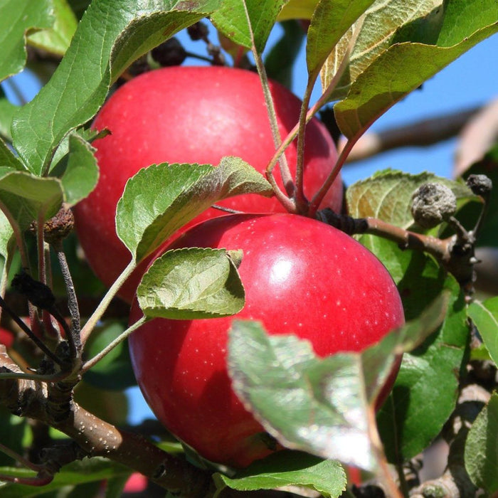 apple tree care