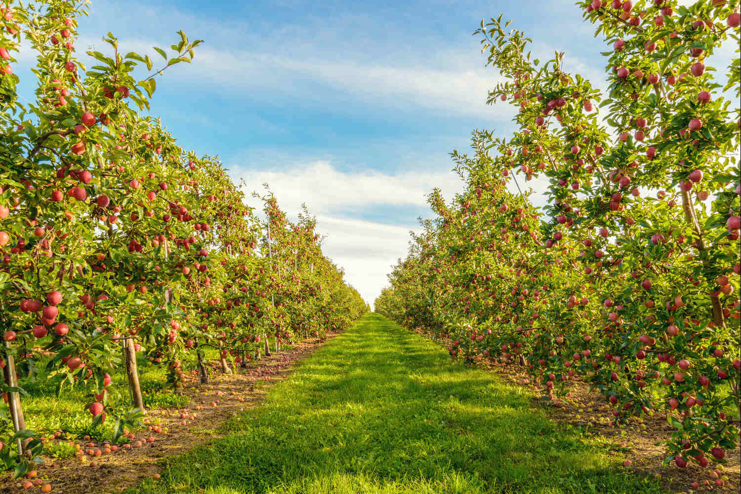 best disease resistant apple trees