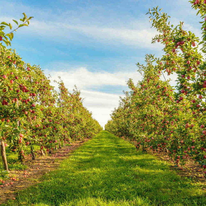 best disease resistant apple trees