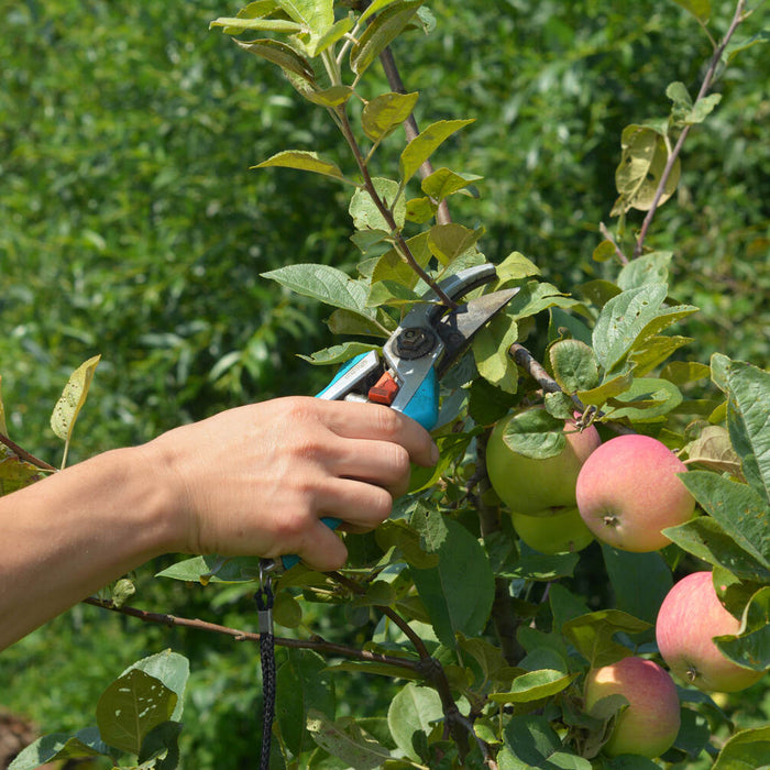 best time to trim apple trees