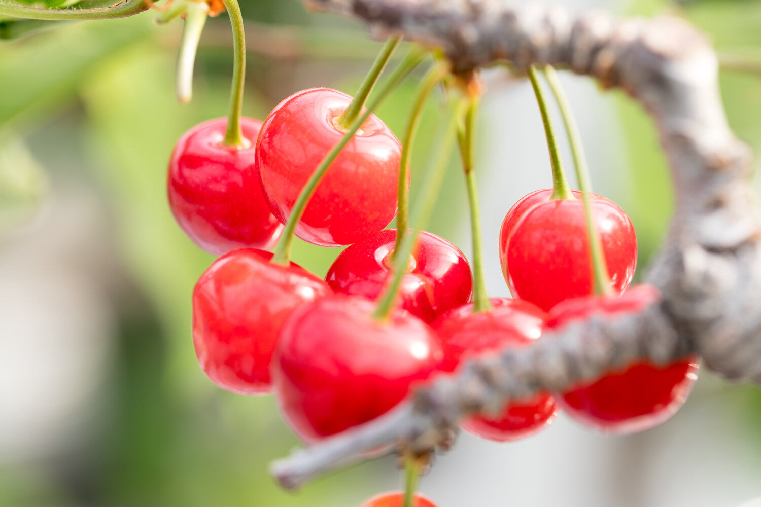 cherry trees disease
