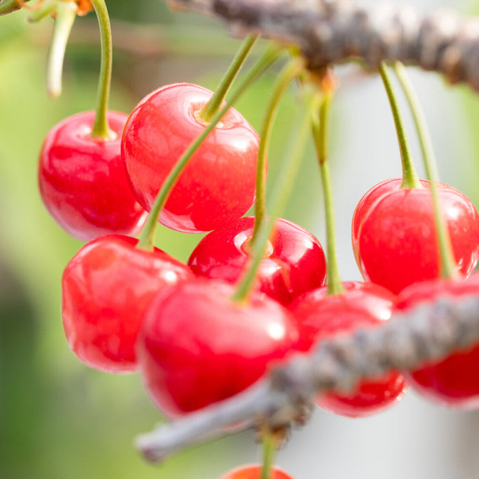 cherry trees disease