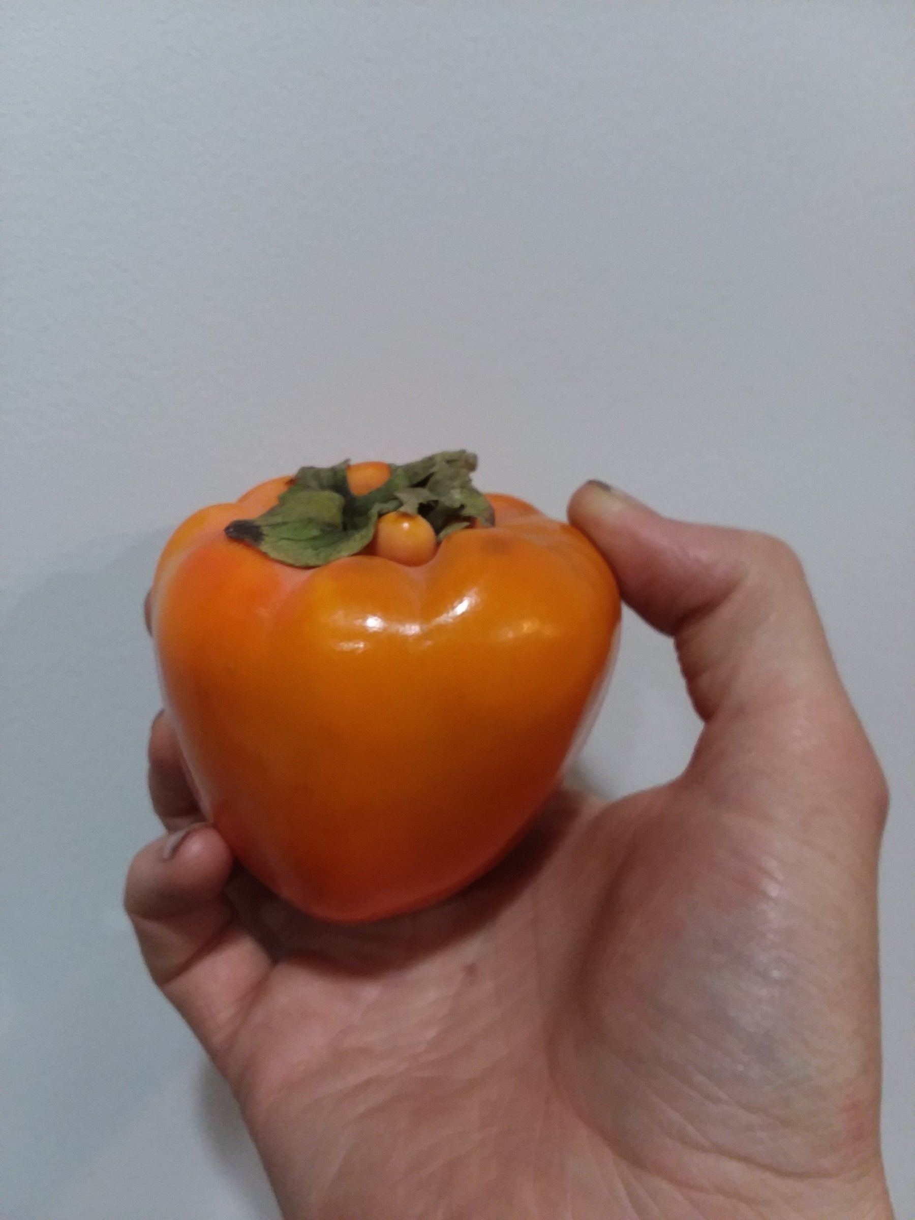 The Persimmon Tree: Centuries of Fall Colors and Sweet Rewards