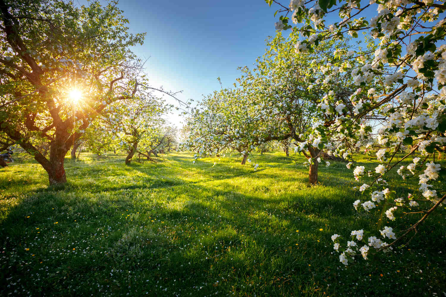 companion plants for apple trees