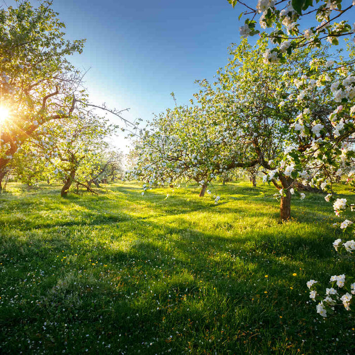 companion plants for apple trees