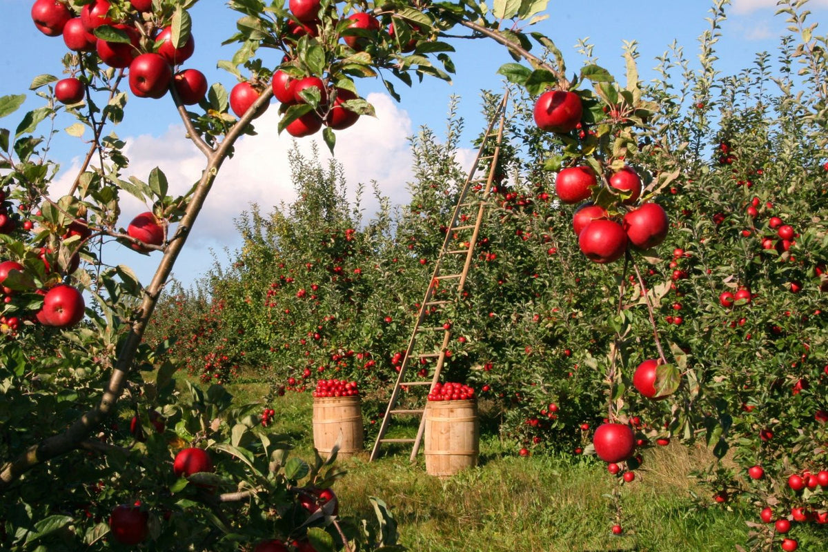 How Long Do Apple Trees Live: Lifespan Of Apple Trees