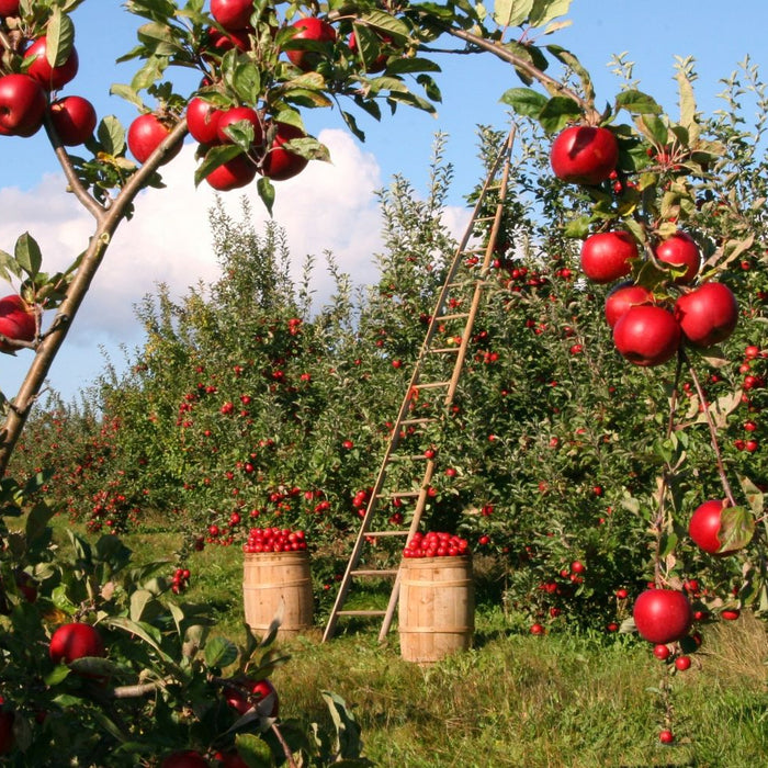 how long do apple trees live