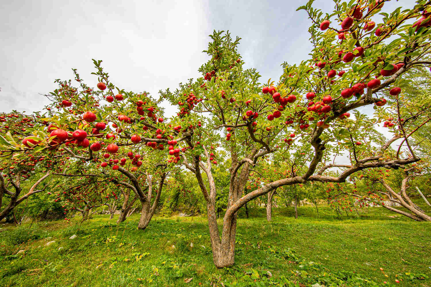 Easiest Apple Tree to Grow