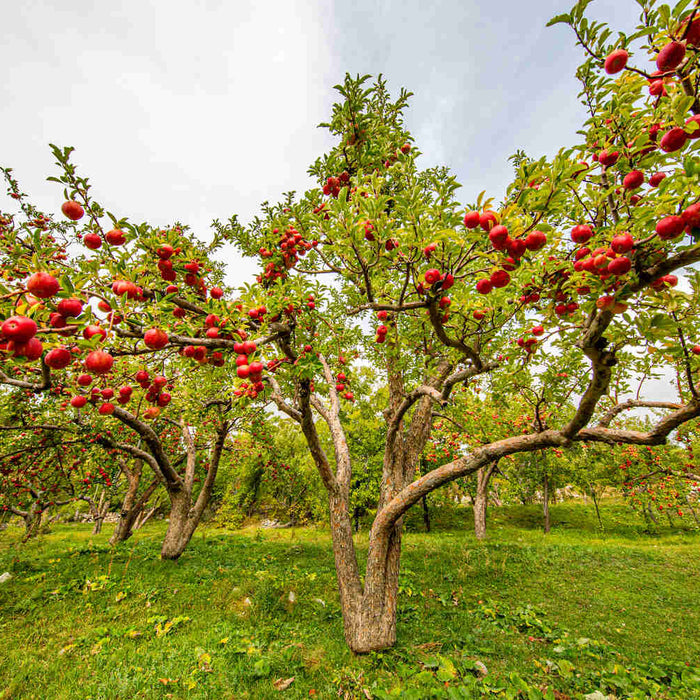 Easiest Apple Tree to Grow