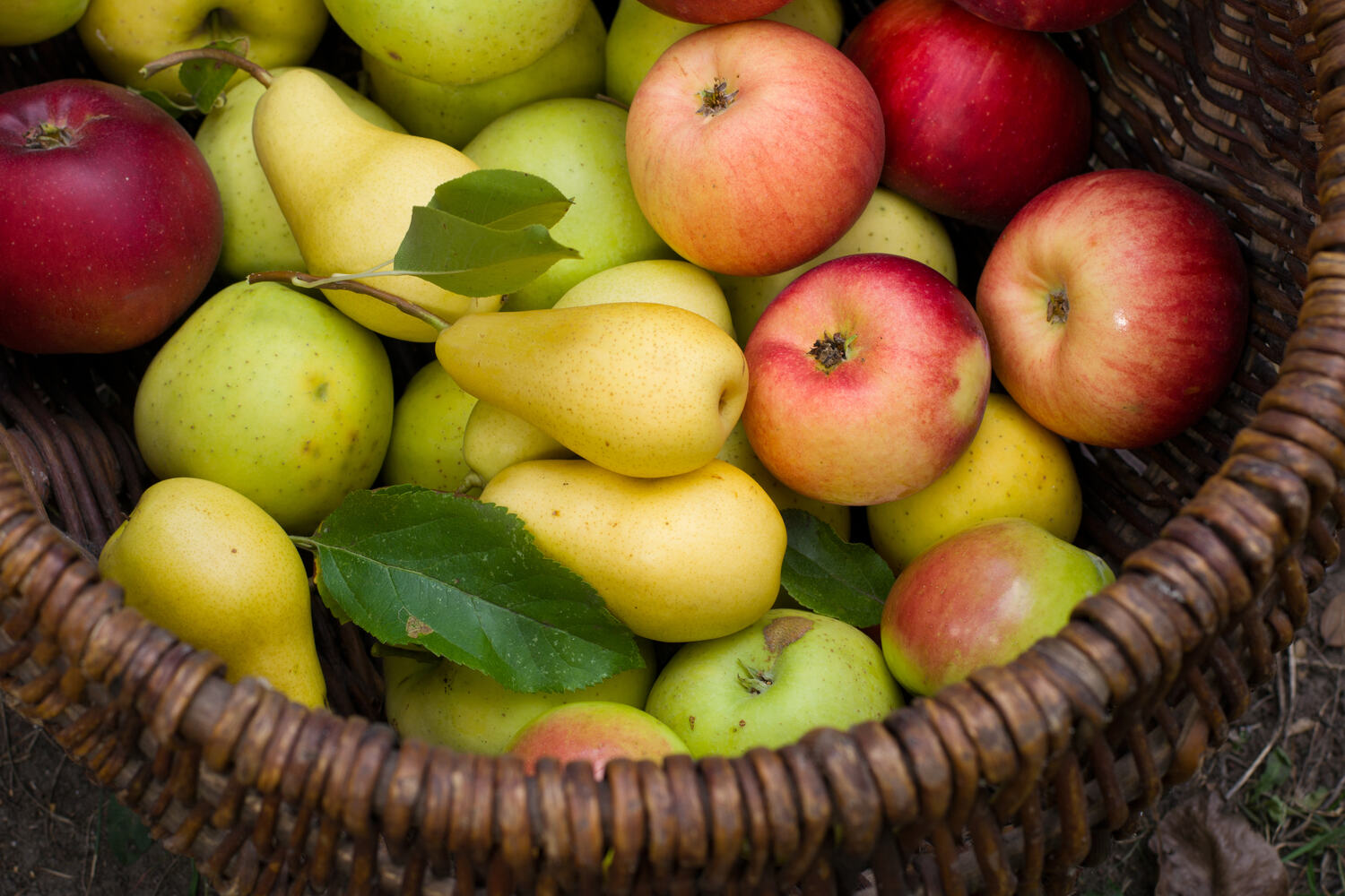 can a pear tree pollinate an apple tree