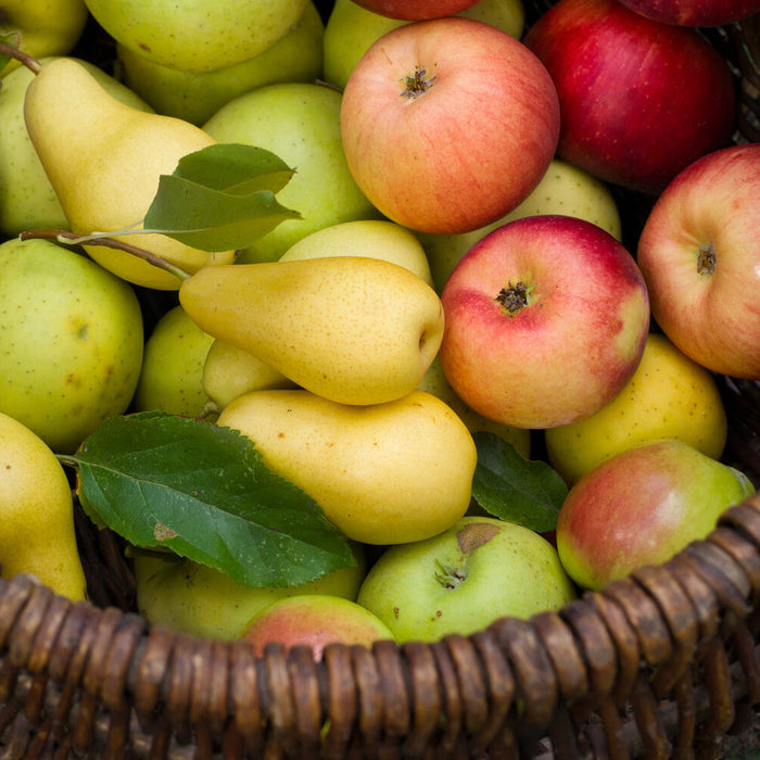 can a pear tree pollinate an apple tree