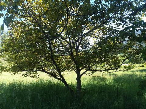 Structural Pruning on a Walnut