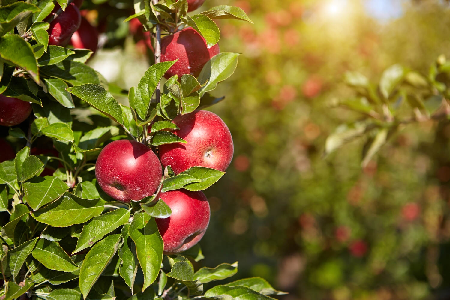 planting bare root apple trees