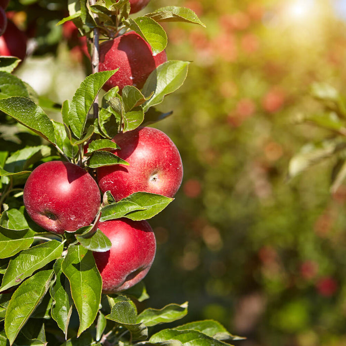 planting bare root apple trees