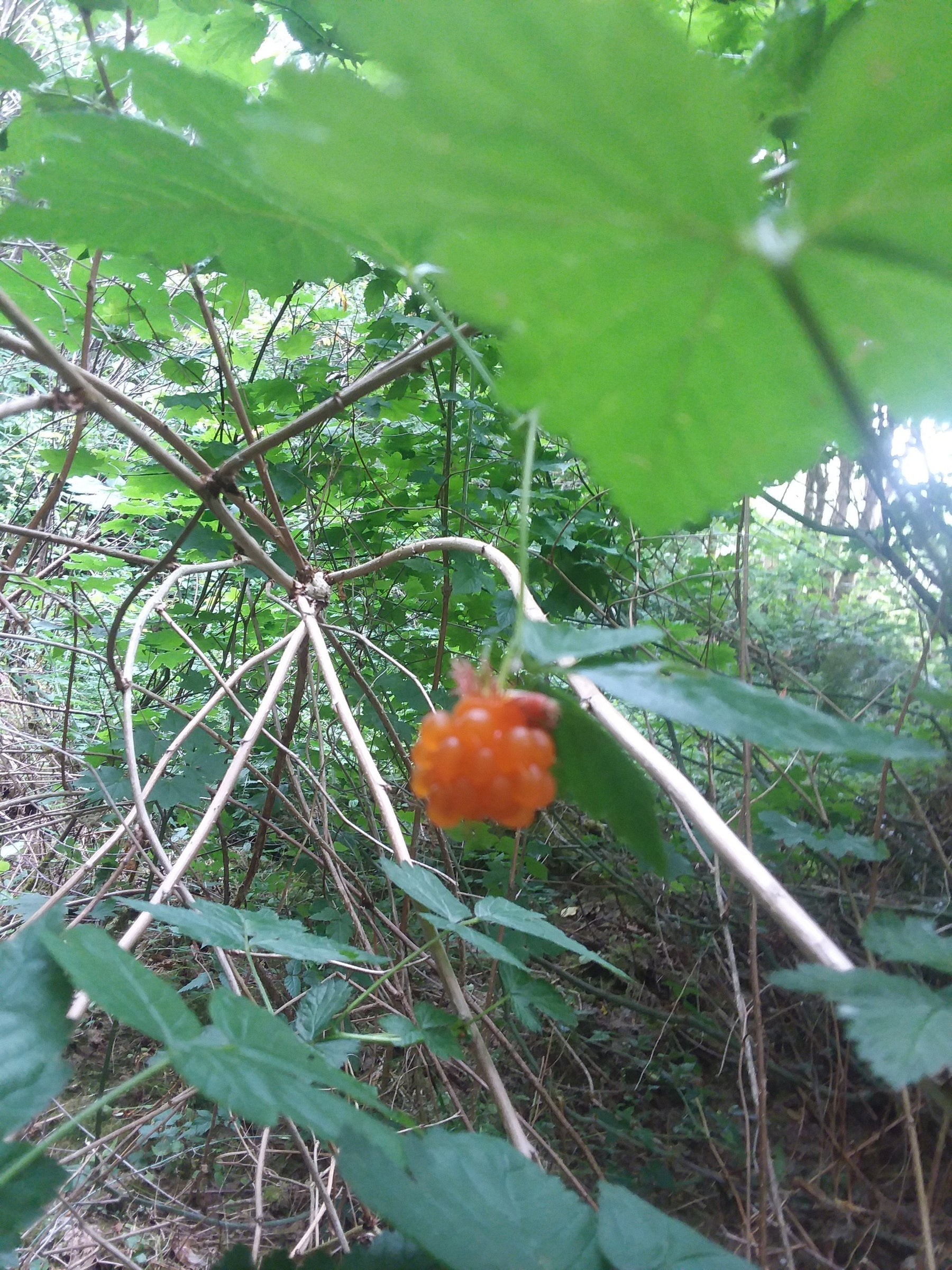 Pacific Northwest Edible Fruits