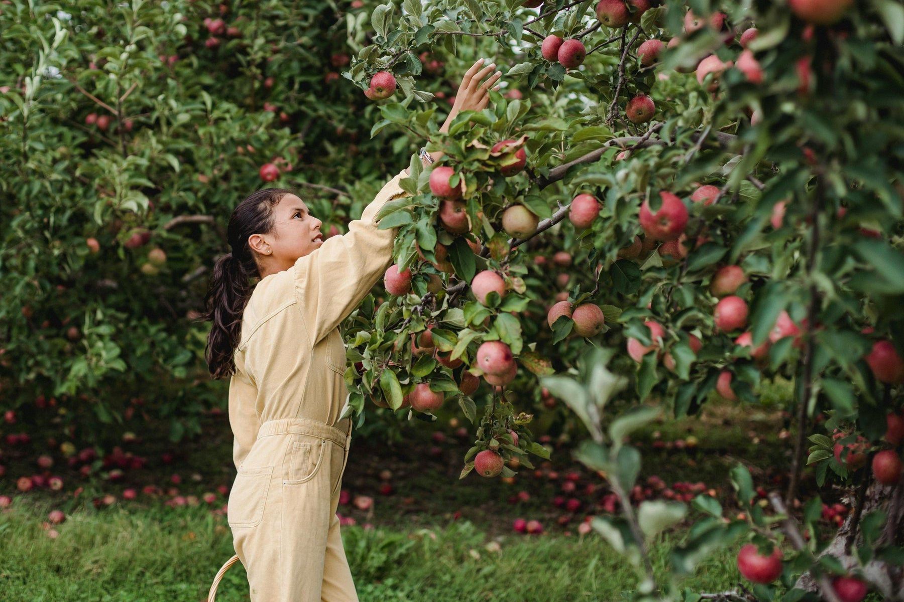 summer pruning apple trees