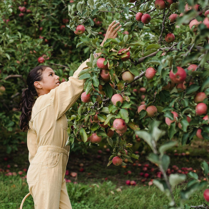 summer pruning apple trees