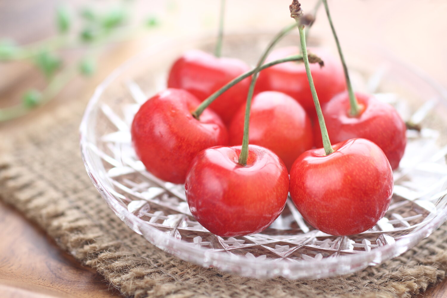 when to plant cherry trees