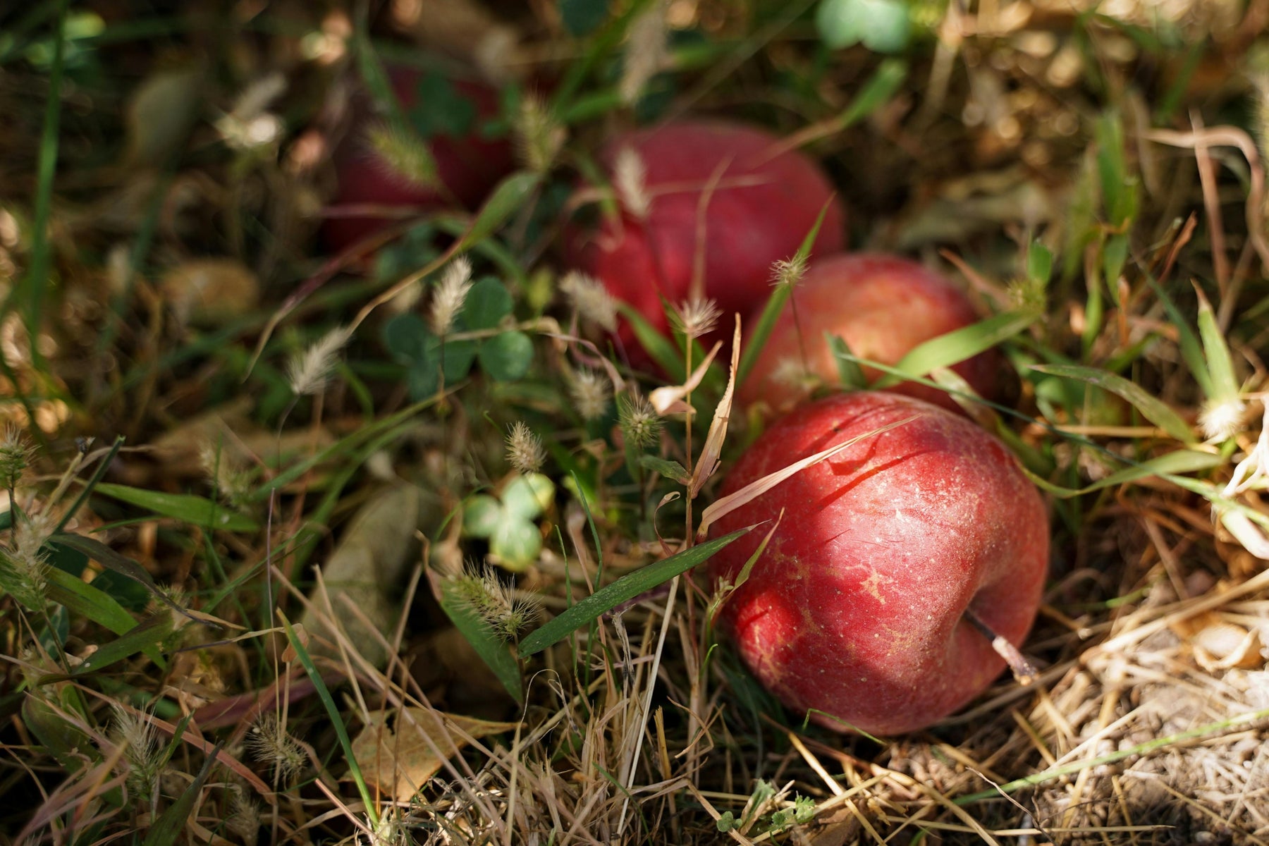 where to plant apple trees