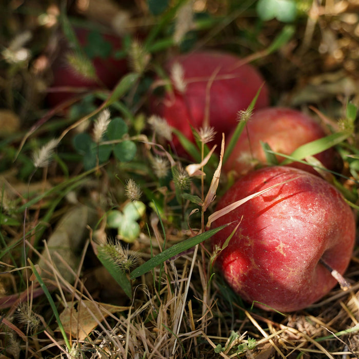 where to plant apple trees