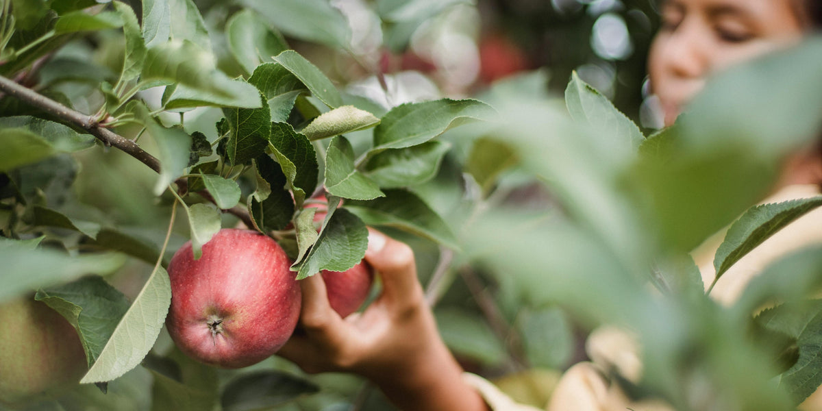 Apple's Getting Ripe Will Apples Ripen Off the Tree? | Raintree Nursery