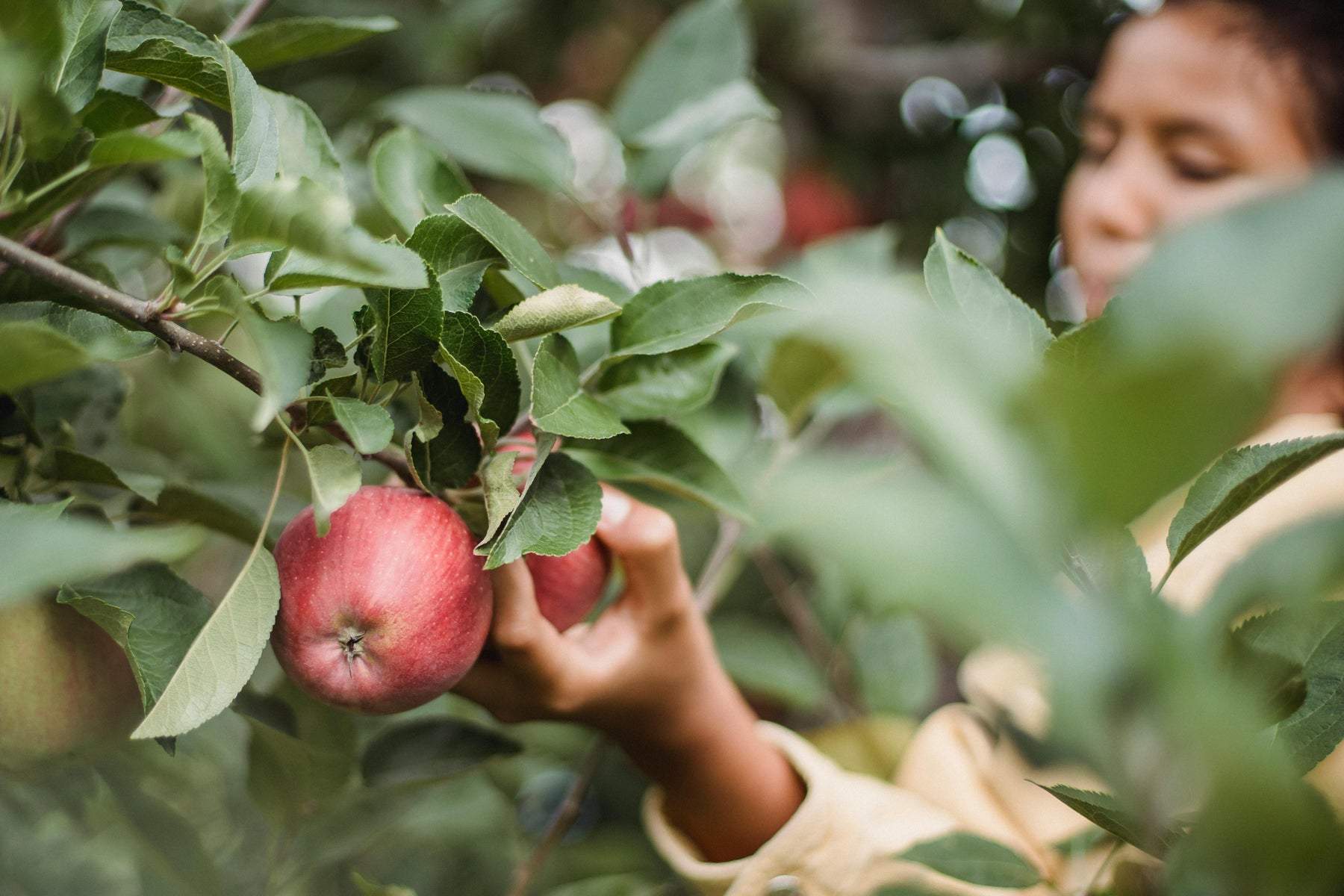 will apples ripen off the tree 