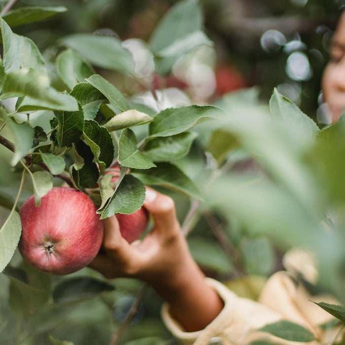 will apples ripen off the tree 