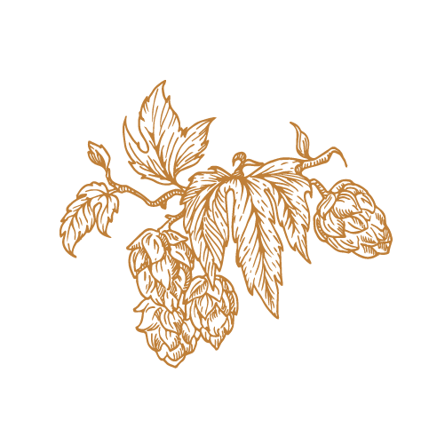 Hop Rhizomes for Sale - Premium Quality Plants | Raintree Nursery