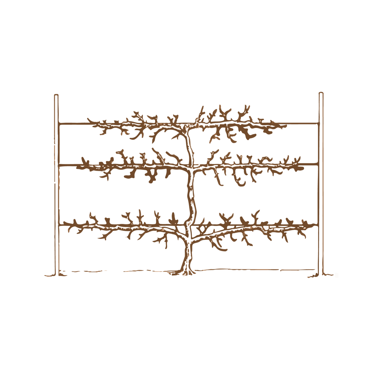 Espalier Trees