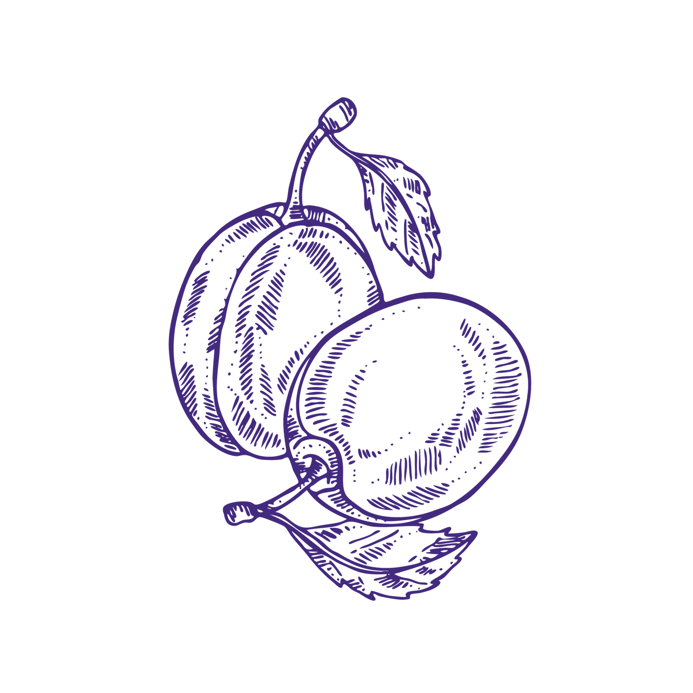 Asian Plum Trees | Quality Japanese Plants | Raintree Nursery