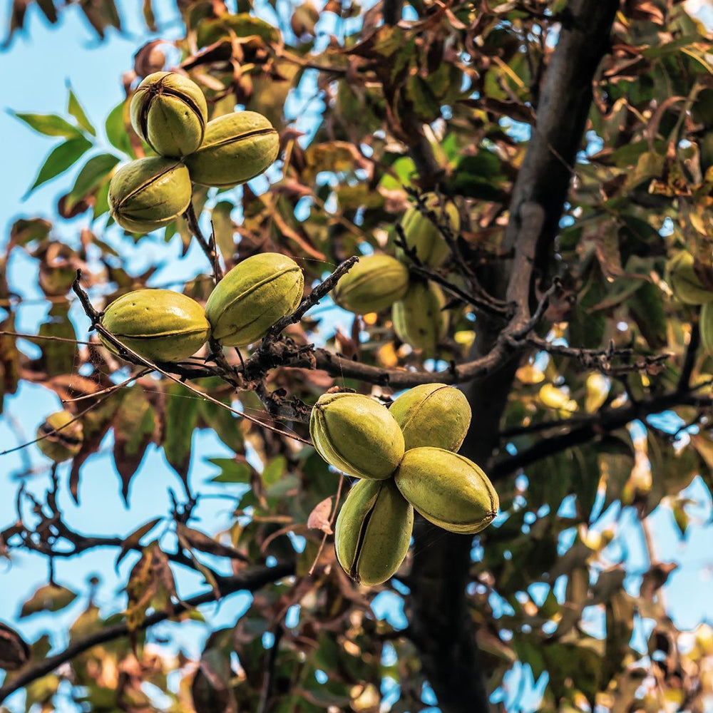Nut Trees