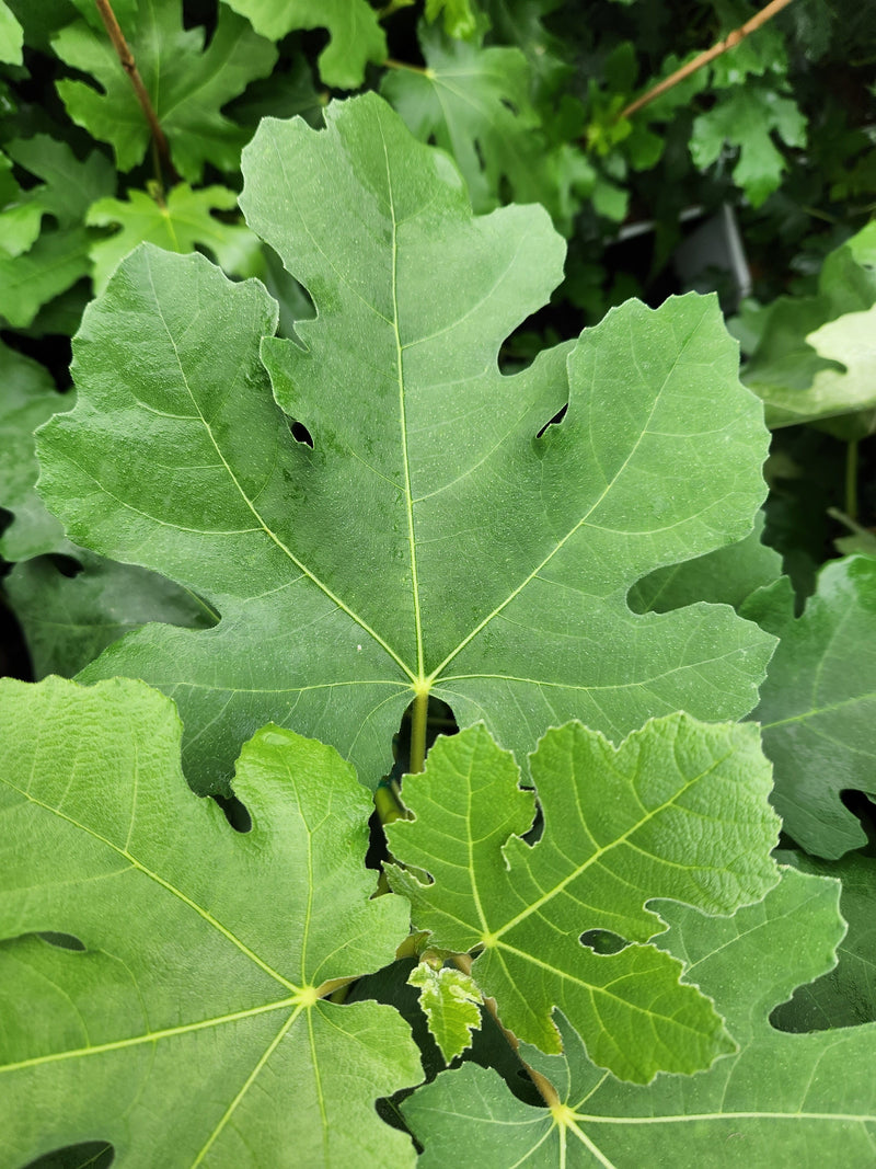 Pastilliere Fig-Fruit Trees-Raintree Prop-1 Gallon Pot-