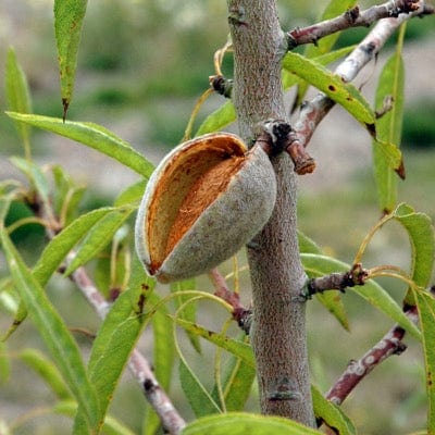 Seaside™ Almond-Nut Trees-North Woods-1 Gallon Pot-